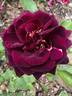 Absolutely Stunning! rose photo