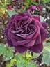 Absolutely Stunning! rose photo