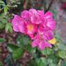 Ariel ® rose photo