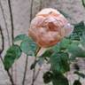 Dannahue rose photo