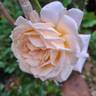 Grande Duchesse Louise rose photo