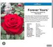 Forever Yours rose photo