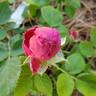Général Washington rose photo