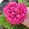 Général Washington rose photo