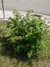 Chinook Sunrise rose photo