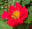 Golden Eye rose photo