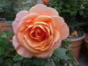 Bengali rose photo