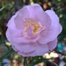 Carole Bouquet rose photo