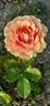 Ashram ® rose photo