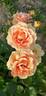 Ashram ® rose photo