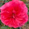 Loves Me, Loves Me Not™ rose photo