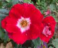 Old Master rose photo