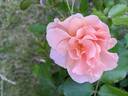 Chinook Sunrise rose photo