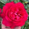In Love Again rose photo