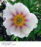 Firelight peony photo