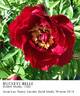 Buckeye Belle peony photo