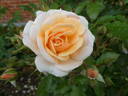 Sweet Honey rose photo
