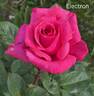 Electron ® rose photo