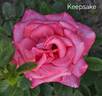Keepsake rose photo