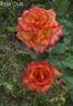 Polo Club ™ rose photo