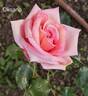 Oksana rose photo