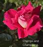 Cherries rose photo