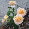 Domaine de Chantilly® rose photo