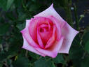 Oksana rose photo