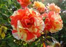 Oranges 'n' Lemons ™ rose photo