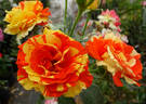 Oranges 'n' Lemons ™ rose photo