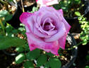 Paradise ™ rose photo
