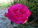 Parole rose photo