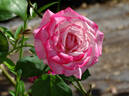 Patsy Cline ™ rose photo