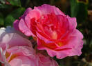Pink Paradise rose photo