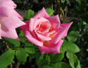 Pink Parfait rose photo