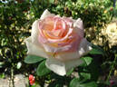 Pink Promise rose photo