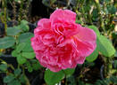 Pink Traviata rose photo