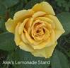 Alex's Lemonade Stand rose photo