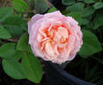 Portadown Fragrance rose photo