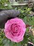 Palatina Memento rose photo