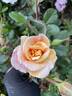 Gold and Great rose photo