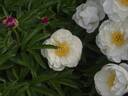 Miss America peony photo