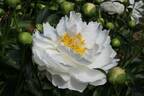 Miss America peony photo