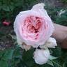 Sweet Rose of Mine rose photo