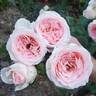 Sweet Rose of Mine rose photo