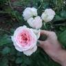Sweet Rose of Mine rose photo