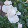 Full Sail rose photo
