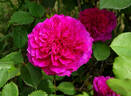 Prospero ® rose photo