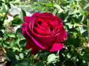 Queen of the Night rose photo