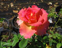 Quo Vadis rose photo